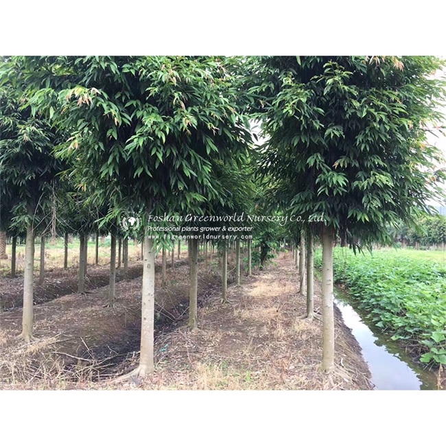 China Ficus Longifolia: Discover the Beauty of this Stunning Plant ...