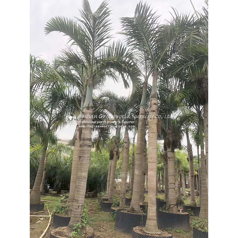 40 litre plant pots Mayne - Fairfield 40" Tall Planter