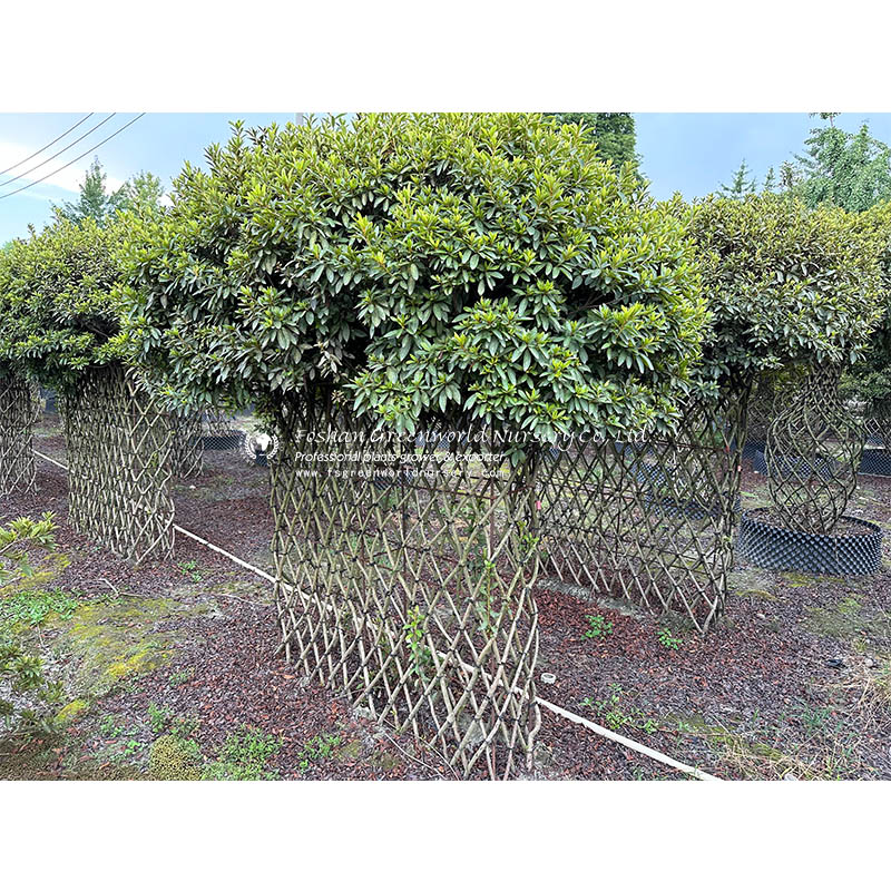 China Discover Stunning Rhododendron Varieties for Your Garden ...