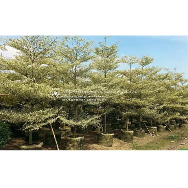 China Umbrella Tree: Discover the Perfect Indoor Plant for Your Home ...